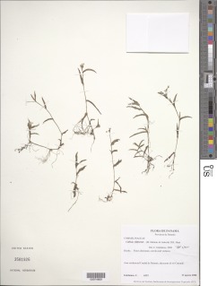 Callisia filiformis image