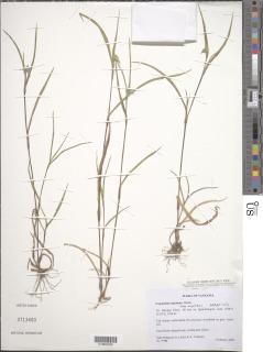 Commelina nigritana subsp. nigritana image