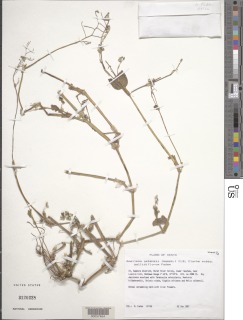 Aneilema petersii subsp. pallidiflorum image