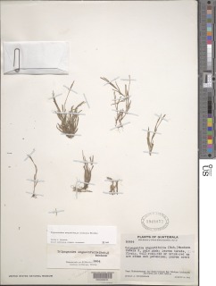 Image of Tripogandra angustifolia