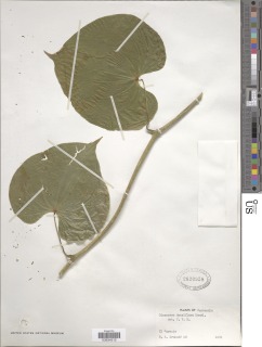 Dioscorea densiflora image