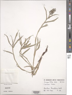 Image of Aneilema lanceolatum