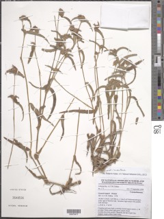 Cyanotis lanata image