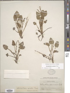 Heteranthera spicata image