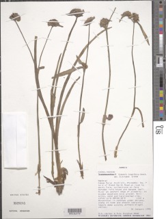 Image of Cyanotis longifolia