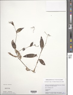 Aneilema petersii subsp. petersii image