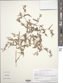 Commelina aurantiiflora image