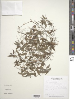 Image of Callisia monandra