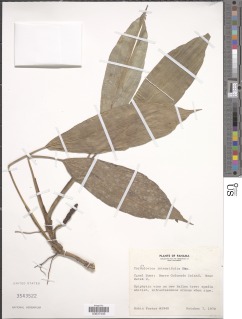 Ludovia integrifolia image