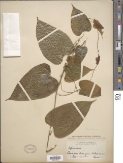 Image of Dioscorea bernoulliana