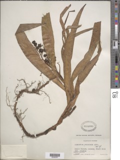 Xiphidium caeruleum image