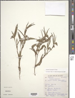 Commelina neurophylla image