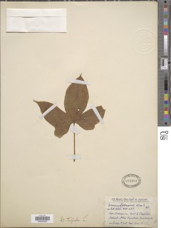 Dioscorea trifida image