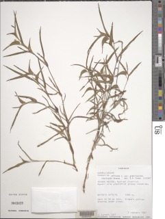 Commelina africana var. glabriuscula image