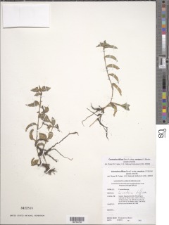 Commelina diffusa subsp. montana image