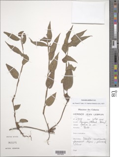 Image of Commelina albiflora