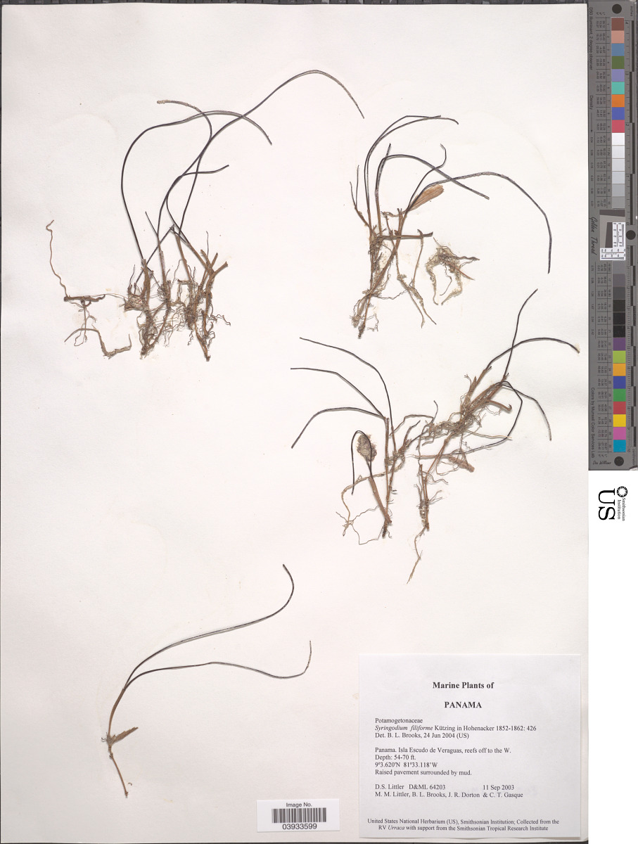 Cymodoceaceae image