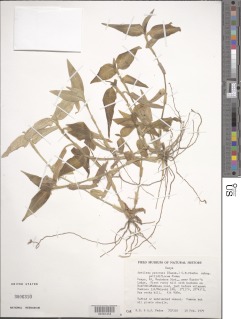 Aneilema petersii subsp. pallidiflorum image