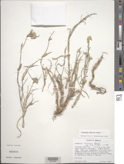 Commelina albescens image