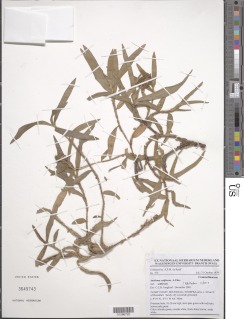 Aneilema setiferum var. setiferum image