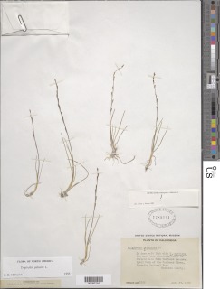 Image of Triglochin palustris