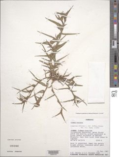 Commelina africana var. glabriuscula image