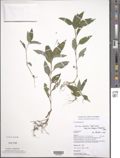Aneilema umbrosum subsp. ovato-oblongum image