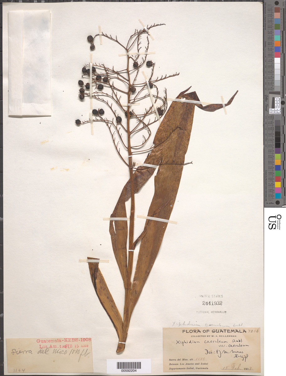 Haemodoraceae image
