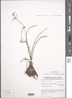 Cyanotis angusta image