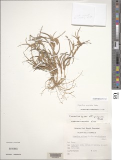 Commelina arenicola image