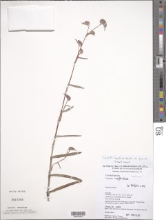 Cyanotis longifolia var. gracilis image