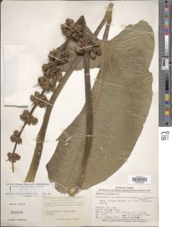 Echinodorus tunicatus image