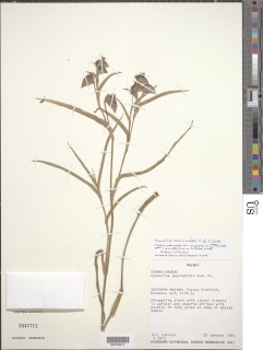 Image of Commelina subcucullata