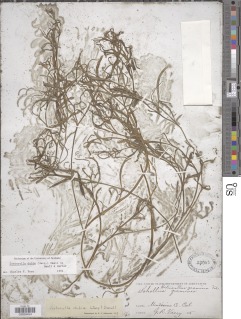 Image of Heteranthera dubia