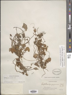 Sagittaria guayanensis image