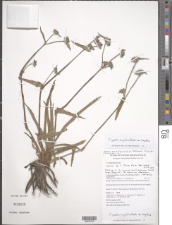 Cyanotis longifolia var. longifolia image
