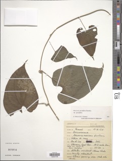 Dioscorea spiculiflora image