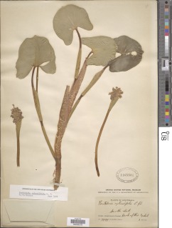 Image of Pontederia rotundifolia