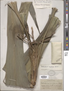 Evodianthus funifer image