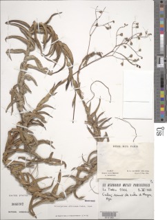 Image of Tricarpelema africanum