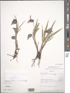 Commelina kituloensis image