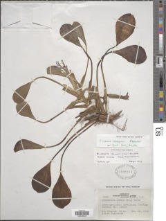 Eichhornia heterosperma image