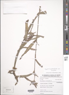 Cyanotis longifolia var. longifolia image