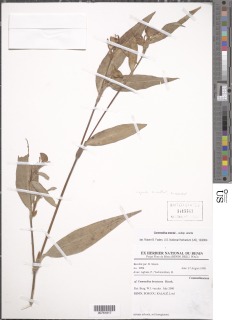 Commelina erecta subsp. erecta image