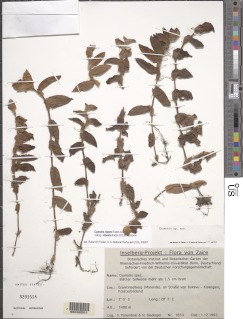 Cyanotis repens subsp. robusta image