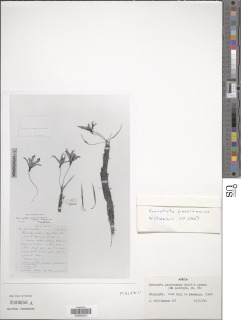 Image of Xerophyta pauciramosa