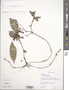 Polyspatha paniculata image