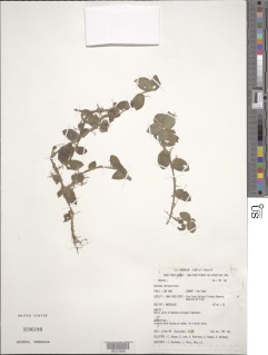 Image of Aneilema zebrinum