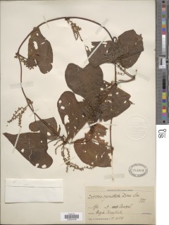 Image of Dioscorea cyanisticta