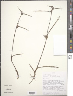 Cyanotis longifolia image